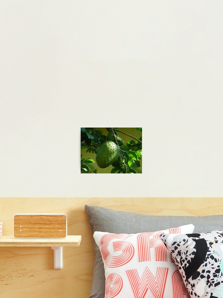 Guyabano The Soursop Fruit Cancer Remedy Picture Card Photographic Print By Rapture777 Redbubble