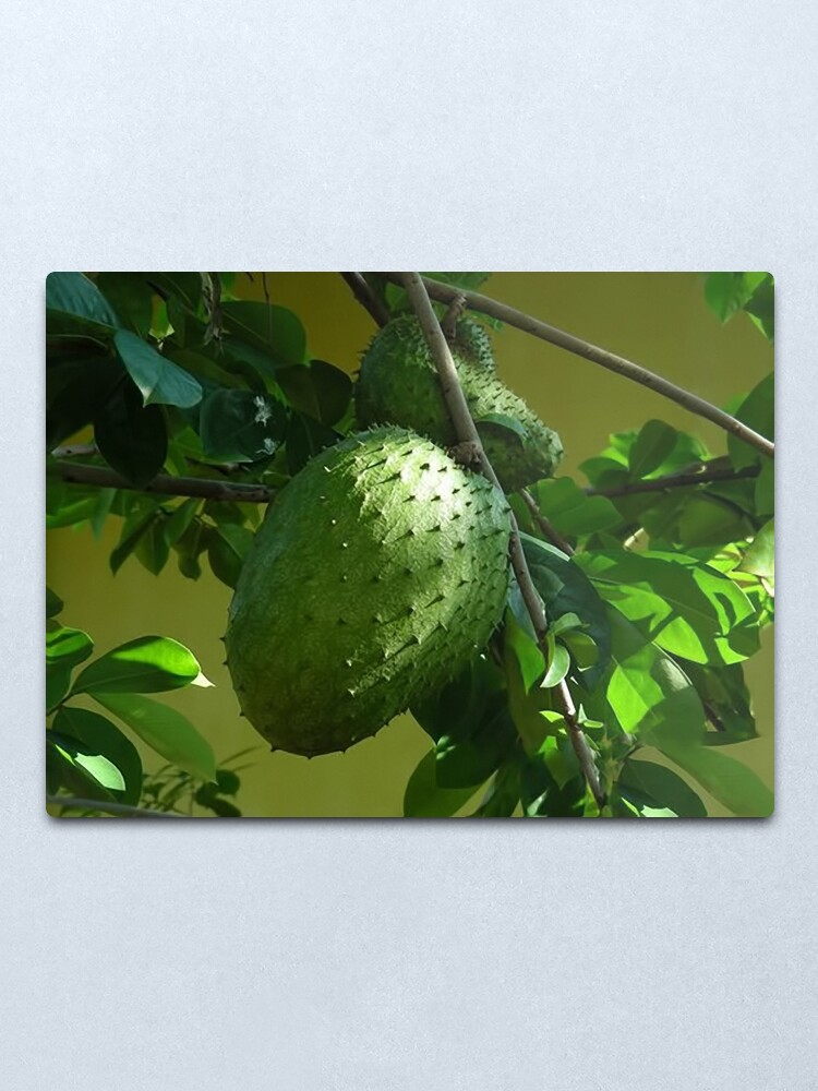 Guyabano The Soursop Fruit Cancer Remedy Picture Card Metal Print By Rapture777 Redbubble