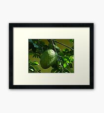 GUYABANO, THE SOURSOP FRUIT - Cancer Remedy- PICTURE/CARD Framed Print