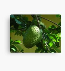 GUYABANO, THE SOURSOP FRUIT - Cancer Remedy- PICTURE/CARD Canvas Print