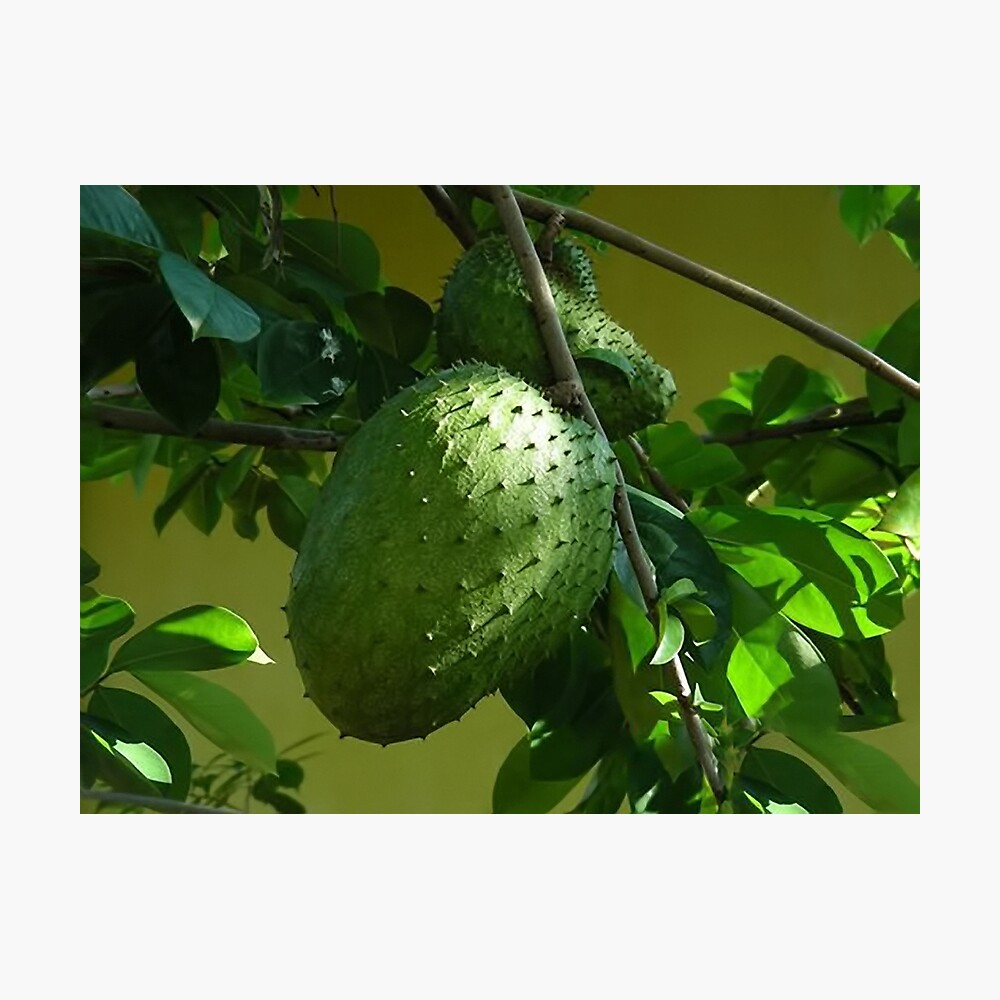 Guyabano The Soursop Fruit Cancer Remedy Picture Card Metal Print By Rapture777 Redbubble