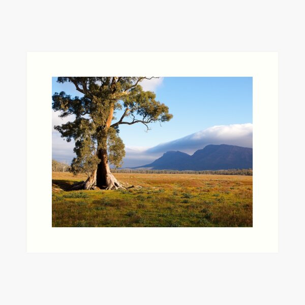 Item preview, Cazneaux Tree, Wilpena Pound, South Australia , Study #1, 2014. designed and sold by johnrf.