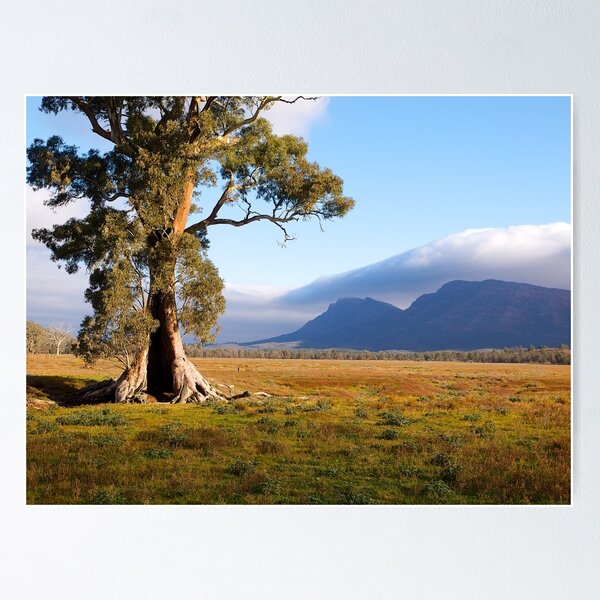 Item preview, Cazneaux Tree, Wilpena Pound, South Australia , Study #1, 2014. designed and sold by johnrf.