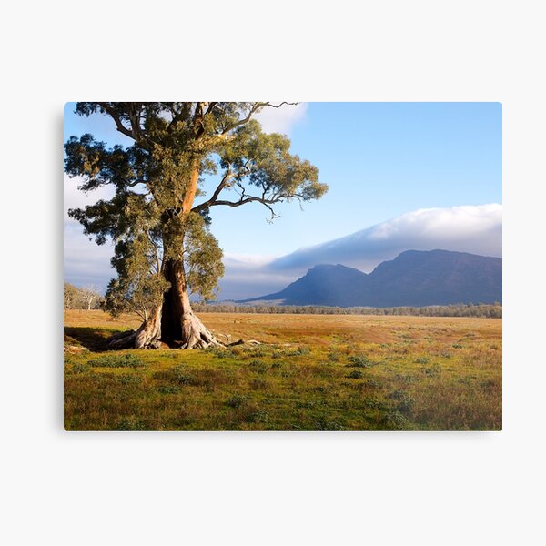 Item preview, Cazneaux Tree, Wilpena Pound, South Australia , Study #1, 2014. designed and sold by johnrf.