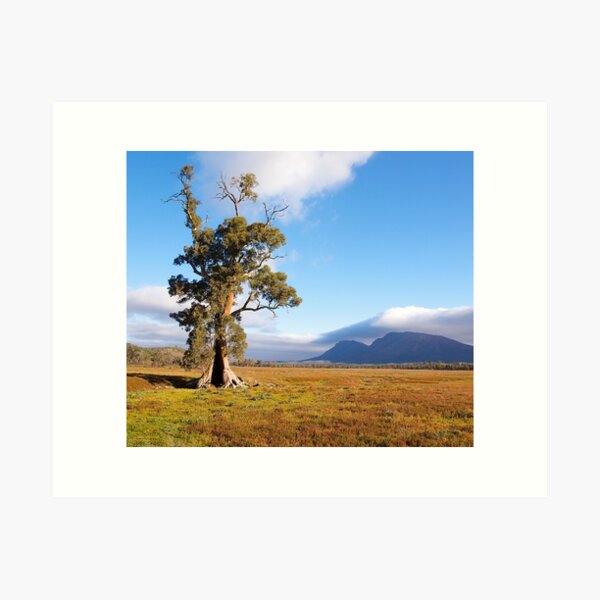 Item preview, Cazneaux Tree, Wilpena Pound, South Australia. (Study #2) 2014 designed and sold by johnrf.