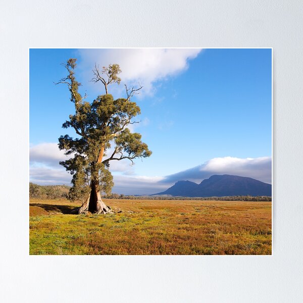 Item preview, Cazneaux Tree, Wilpena Pound, South Australia. (Study #2) 2014 designed and sold by johnrf.
