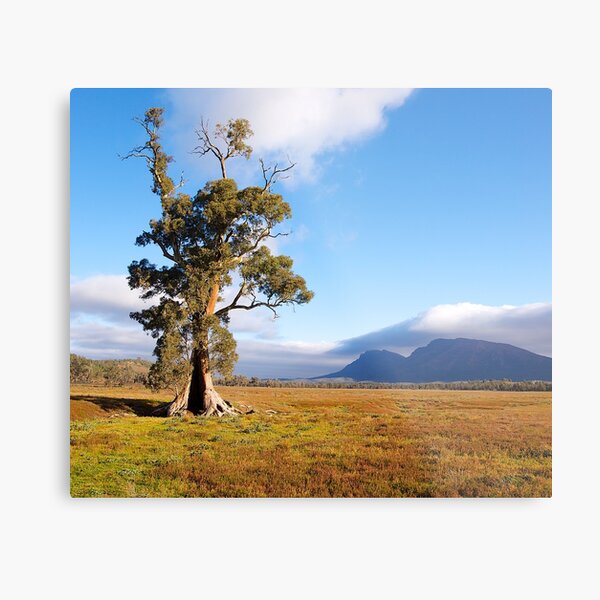 Item preview, Cazneaux Tree, Wilpena Pound, South Australia. (Study #2) 2014 designed and sold by johnrf.
