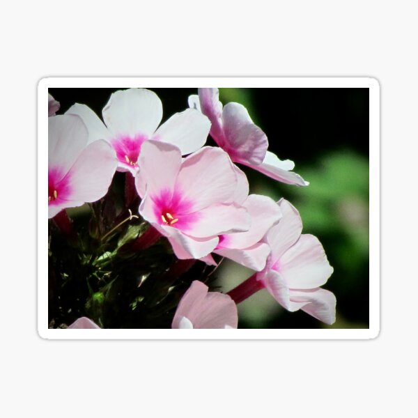 Item preview, Dainty Delights designed and sold by inklingsphotos.
