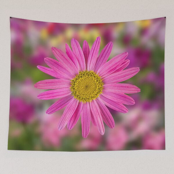 Item preview, Pink Shasta Daisy designed and sold by shotsfromthehip.
