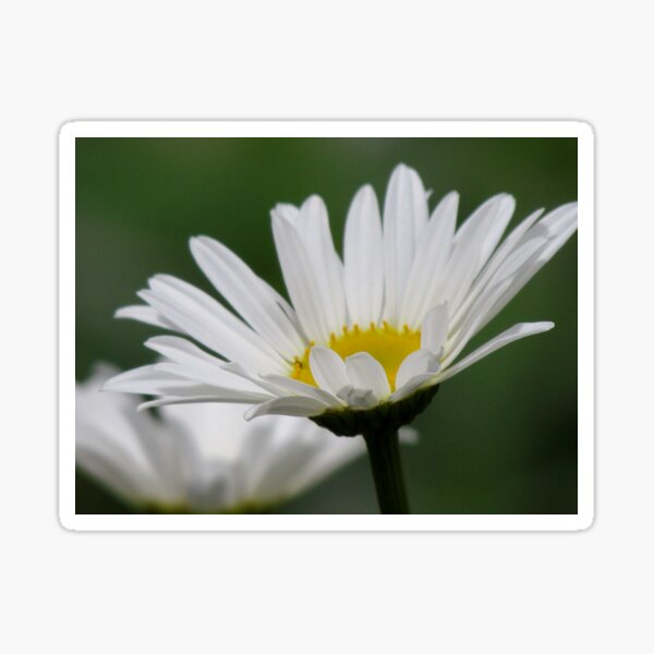Item preview, Delightful Daisies designed and sold by inklingsphotos.