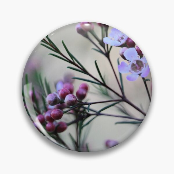 Item preview, Geraldton Wax (Chamaelaucium uncinatum) flowers and buds in soft focus designed and sold by NanaRusty.