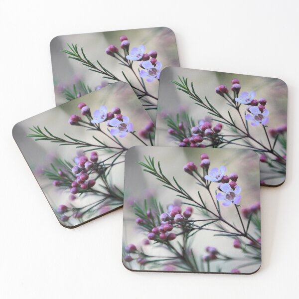 Item preview, Geraldton Wax (Chamaelaucium uncinatum) flowers and buds in soft focus designed and sold by NanaRusty.
