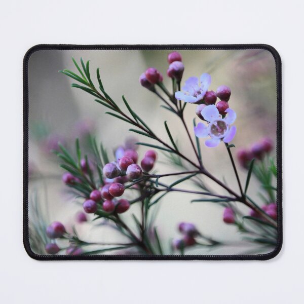Item preview, Geraldton Wax (Chamaelaucium uncinatum) flowers and buds in soft focus designed and sold by NanaRusty.