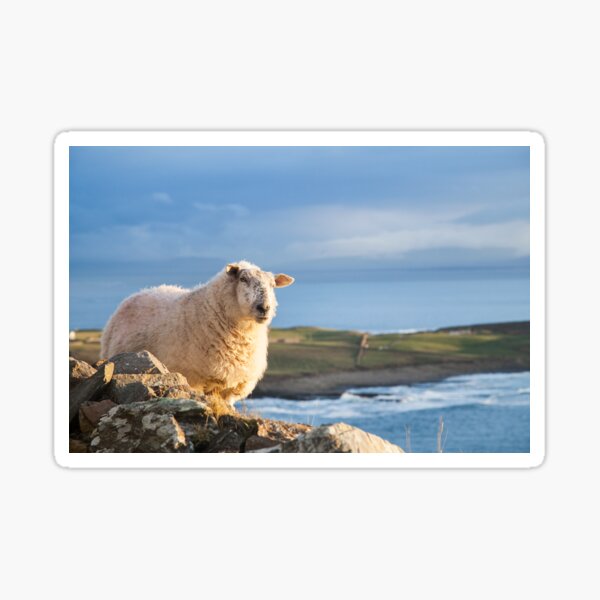 Donegal Sheep Sticker