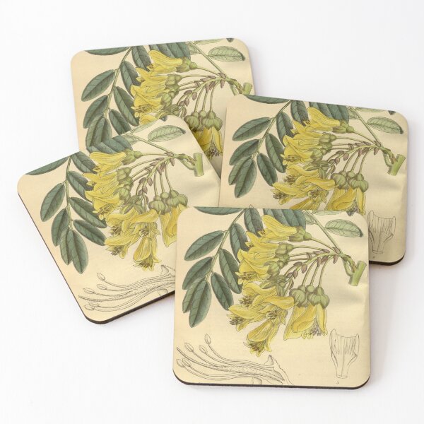 Item preview, Sophora macrocarpa 142 8647 designed and sold by EsotericBotanic.