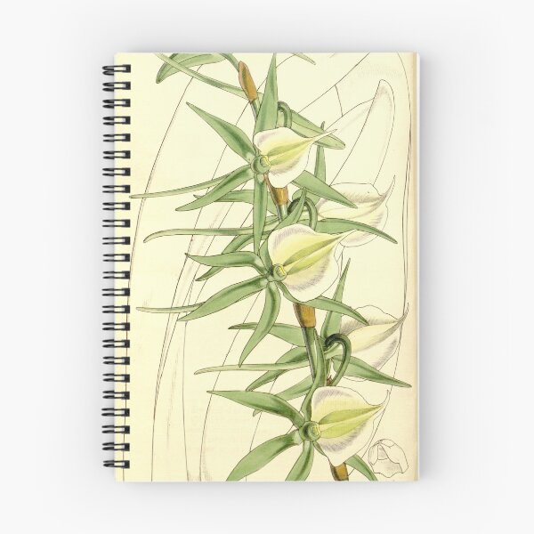 Item preview, Angraecum eburneum (as Angraecum eburneum var. virens) Curtis' 86 (Ser. 3 no. 16) pl. 5170 (1860) designed and sold by EsotericBotanic.