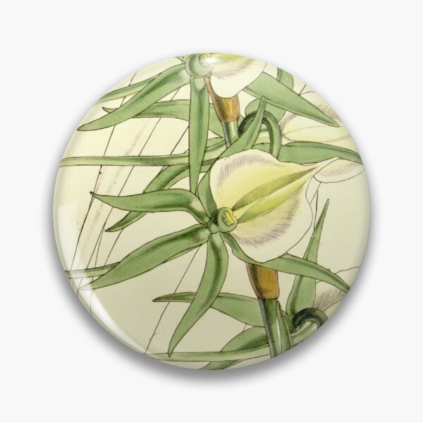 Item preview, Angraecum eburneum (as Angraecum eburneum var. virens) Curtis' 86 (Ser. 3 no. 16) pl. 5170 (1860) designed and sold by EsotericBotanic.