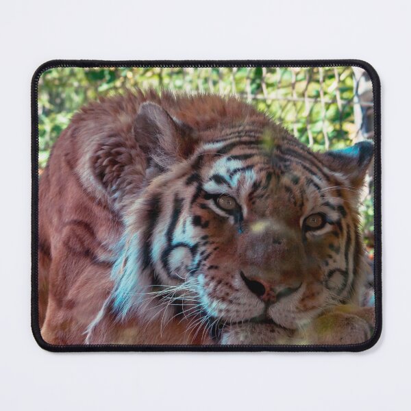 Item preview, Tiger lounging on a summer day designed and sold by Michael Deemer.