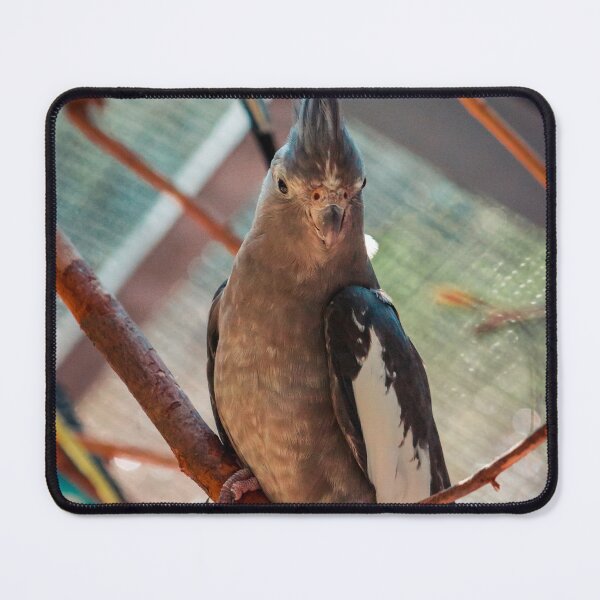 Item preview, Budgerigar perched on a branch designed and sold by Michael Deemer.