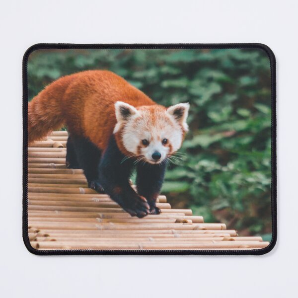 Item preview, Red Panda Walking across a bamboo bridge designed and sold by Michael Deemer.