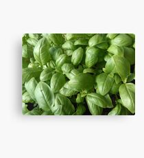 Basil Canvas Print