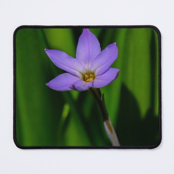 Item preview, Spring Star - Western Australia designed and sold by OzPhotography.