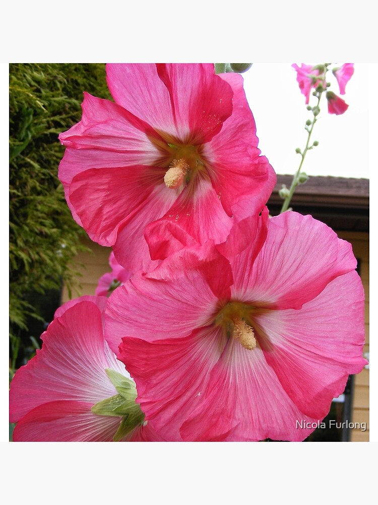 PINK HOLLYHOCK FLOWER BLOSSOMS by nicolafurlong