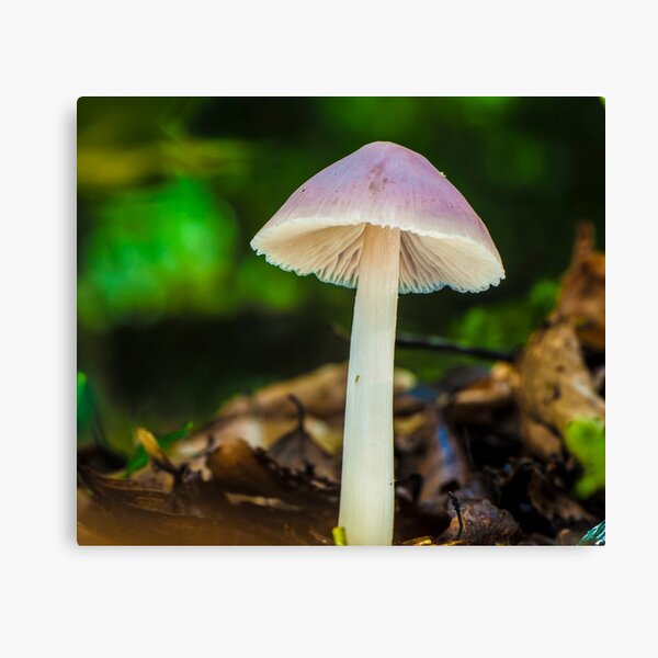 White Forest Musroom Canvas Print