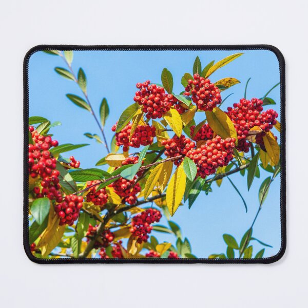 Item preview, Red Winter Berries designed and sold by Dave Hare Photography.