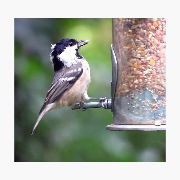 Item preview, Coal Tit designed and sold by KathleenDawson.
