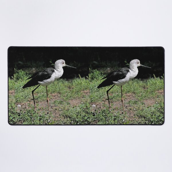 Item preview, r2448/ 2 parc-ornithologique-de-st-hilaire-la-palud- échasse blanche-  2020 par Okaio Créations - Olavia-Olao    designed and sold by o.okaïo.