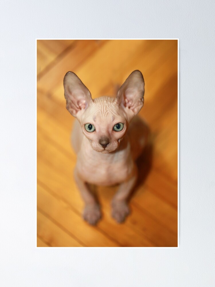 Cute Sphinx Hairless Kitten Poster By Olena2552 Redbubble