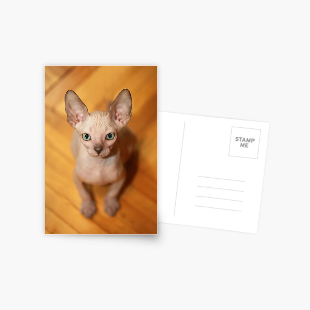 Carte De Vœux Mignon Chaton Sphinx Sans Poils Par Olena2552 Redbubble