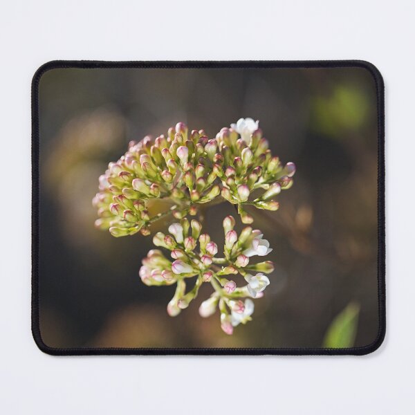 Item preview, Crabapple Tree Pink And White Buds  designed and sold by Joy Watson - Natural Light Photography .