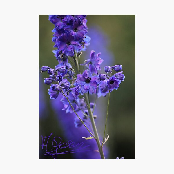Wunderblume des Frühlinges. Dr. Andrzej Goszcz Fotodruck