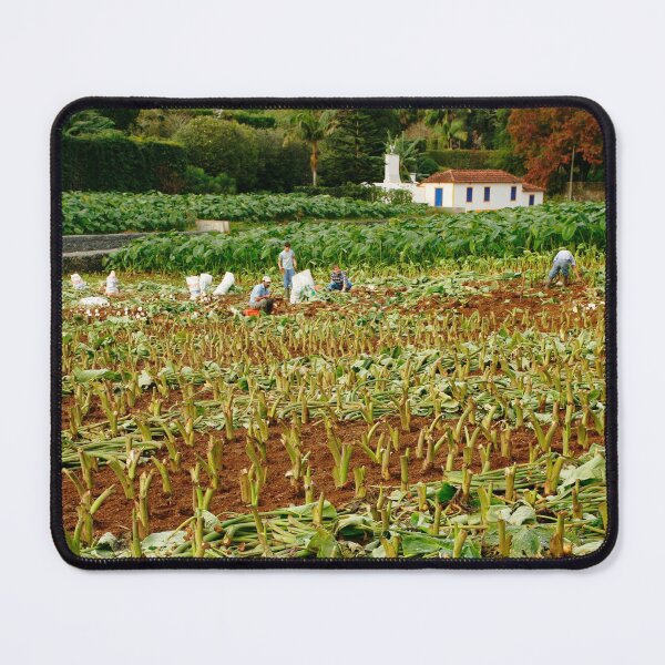 Item preview, Taro field designed and sold by Gaspar Avila.
