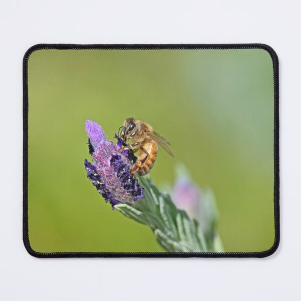 Item preview, Bee on lavender designed and sold by Doug Cliff.