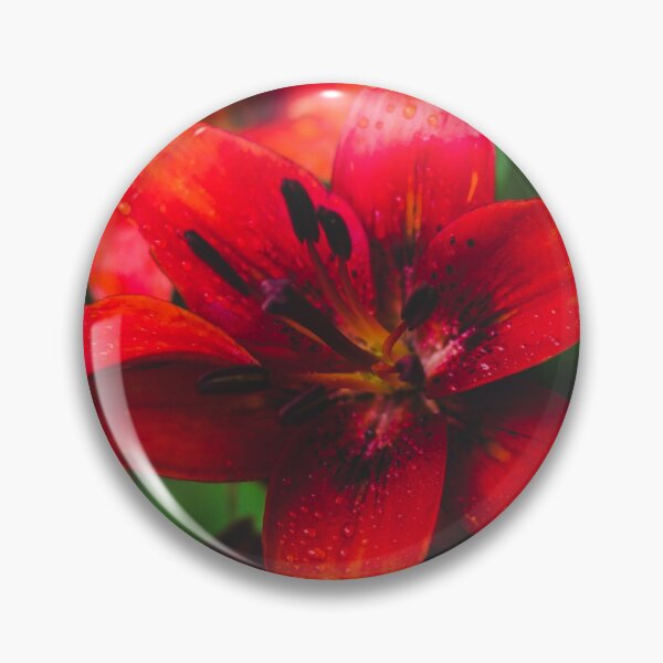 Item preview, Red Asiatic Lilies designed and sold by PaulinaChmiel.