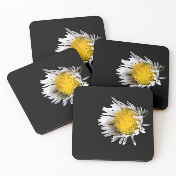 Item preview, Camomile in dark moody no background macro photo designed and sold by Yehor-Rybalko.