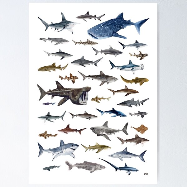 Item preview, SHARKS poster-white designed and sold by BEATRIZ ABAITUA.