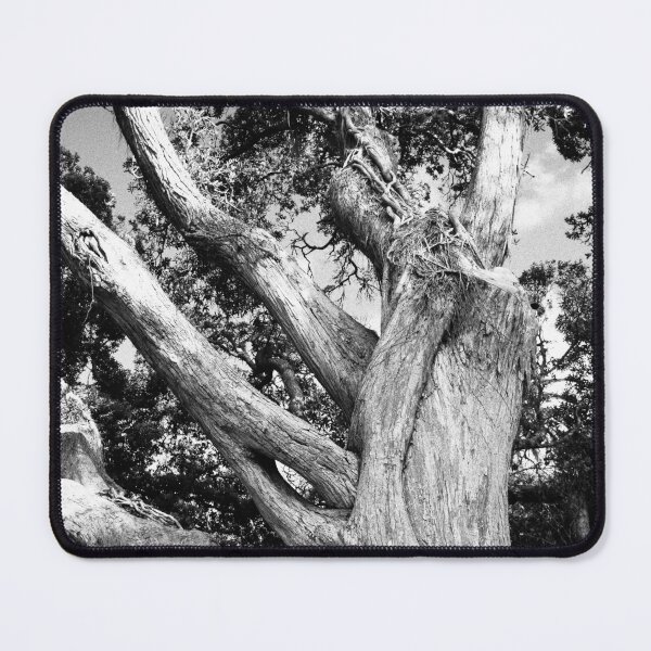 Item preview, Black and white tree designed and sold by Gaspar Avila.