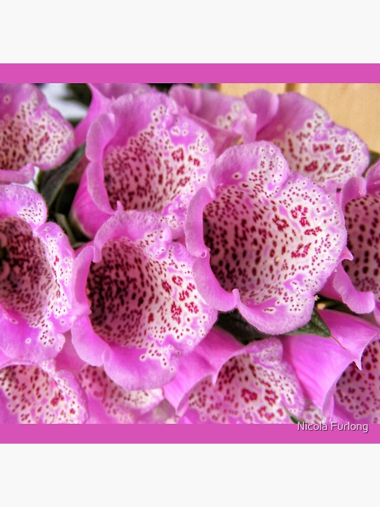 PINK FOXGLOVE BLOSSOMS by nicolafurlong