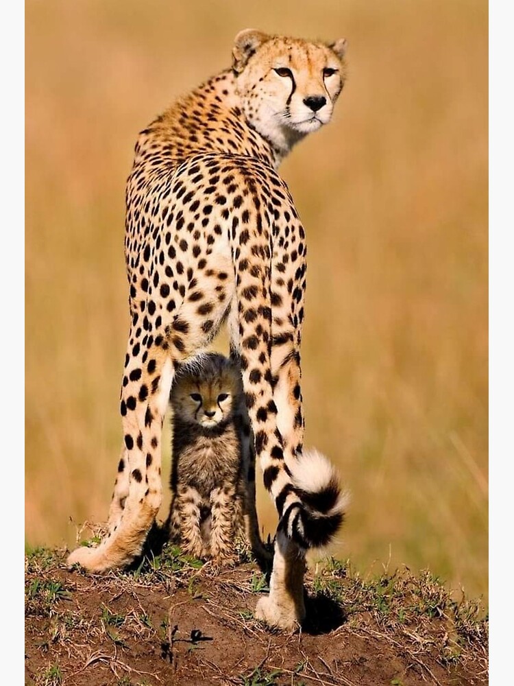 Cheetah Mom and Baby | Art Board Print