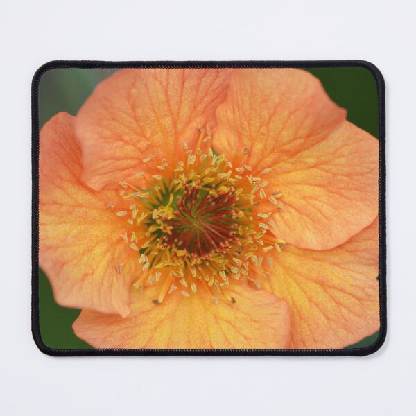 Item preview, Geum Avens Flower Macro designed and sold by Esther Hutchcroft.