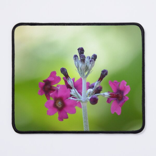 Item preview, Powdered Primrose Flower Macro Close Up designed and sold by Esther Hutchcroft.