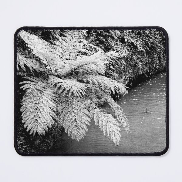 Item preview, Ferns designed and sold by Gaspar Avila.