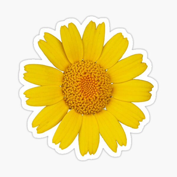 Item preview, Corn Marigold designed and sold by OwlOccasions.