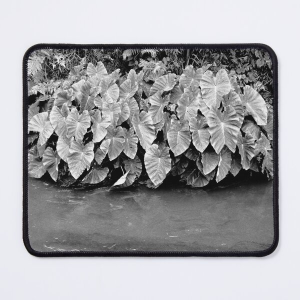 Item preview, Taro plants designed and sold by Gaspar Avila.