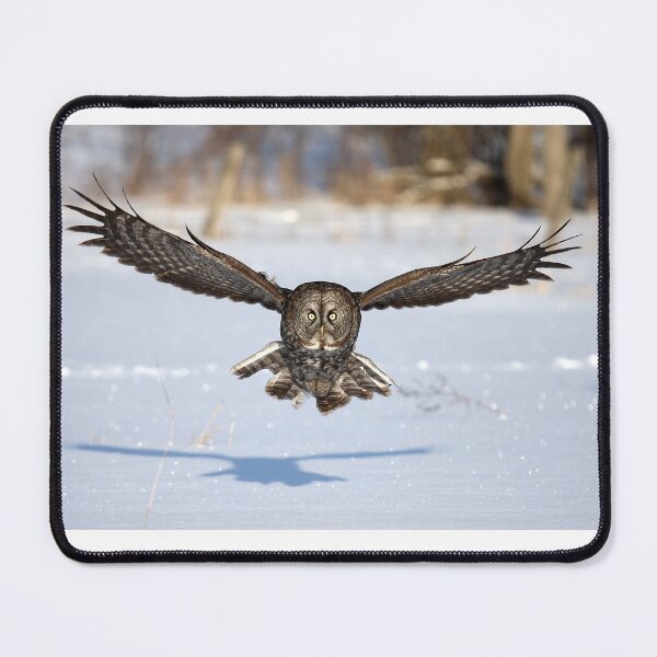 Item preview, Great Grey Owl in flight designed and sold by James Cumming.