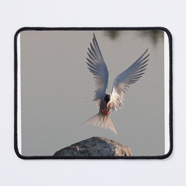 Item preview, Have fish, will land - Common Tern designed and sold by James Cumming.